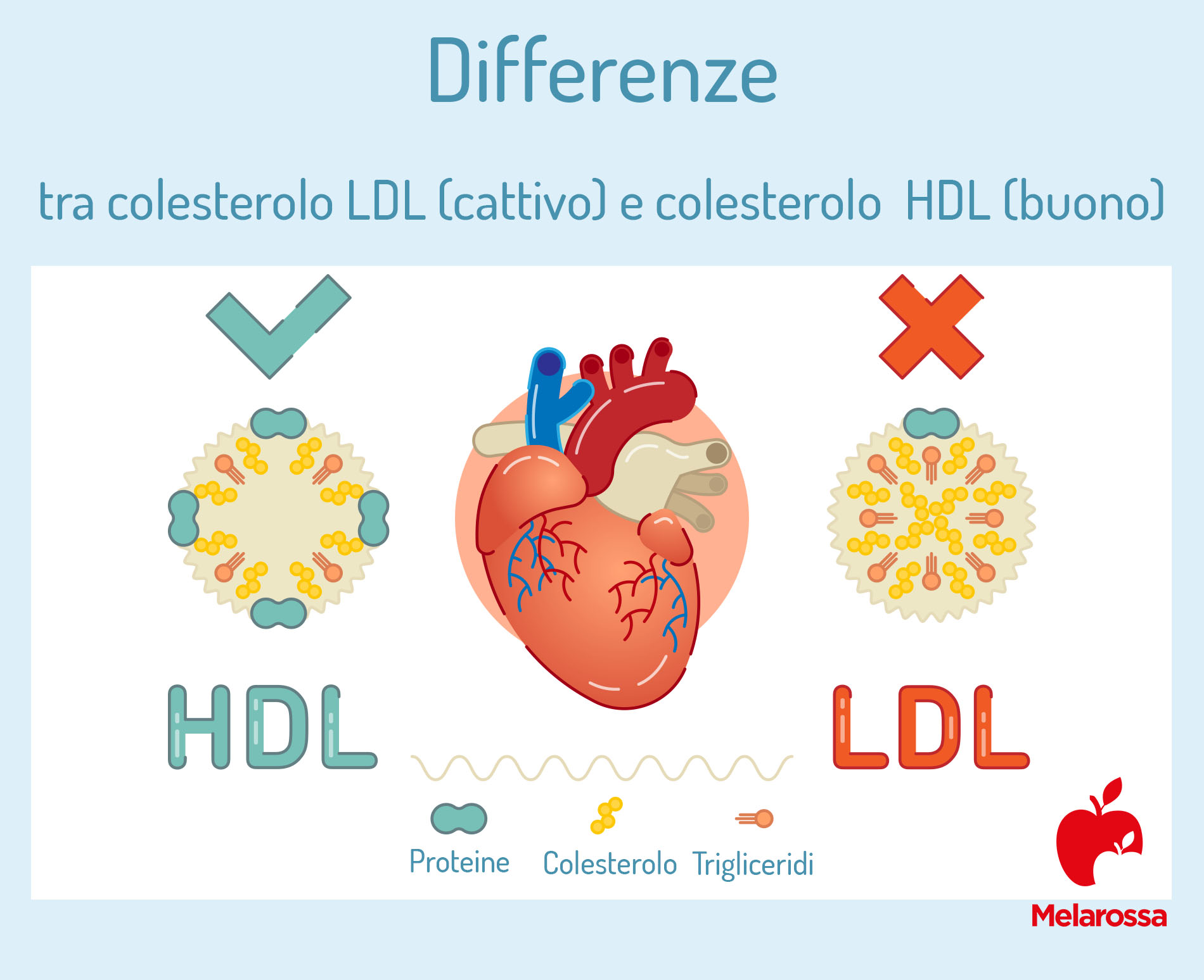 colesterolo totale: HDL + LDL