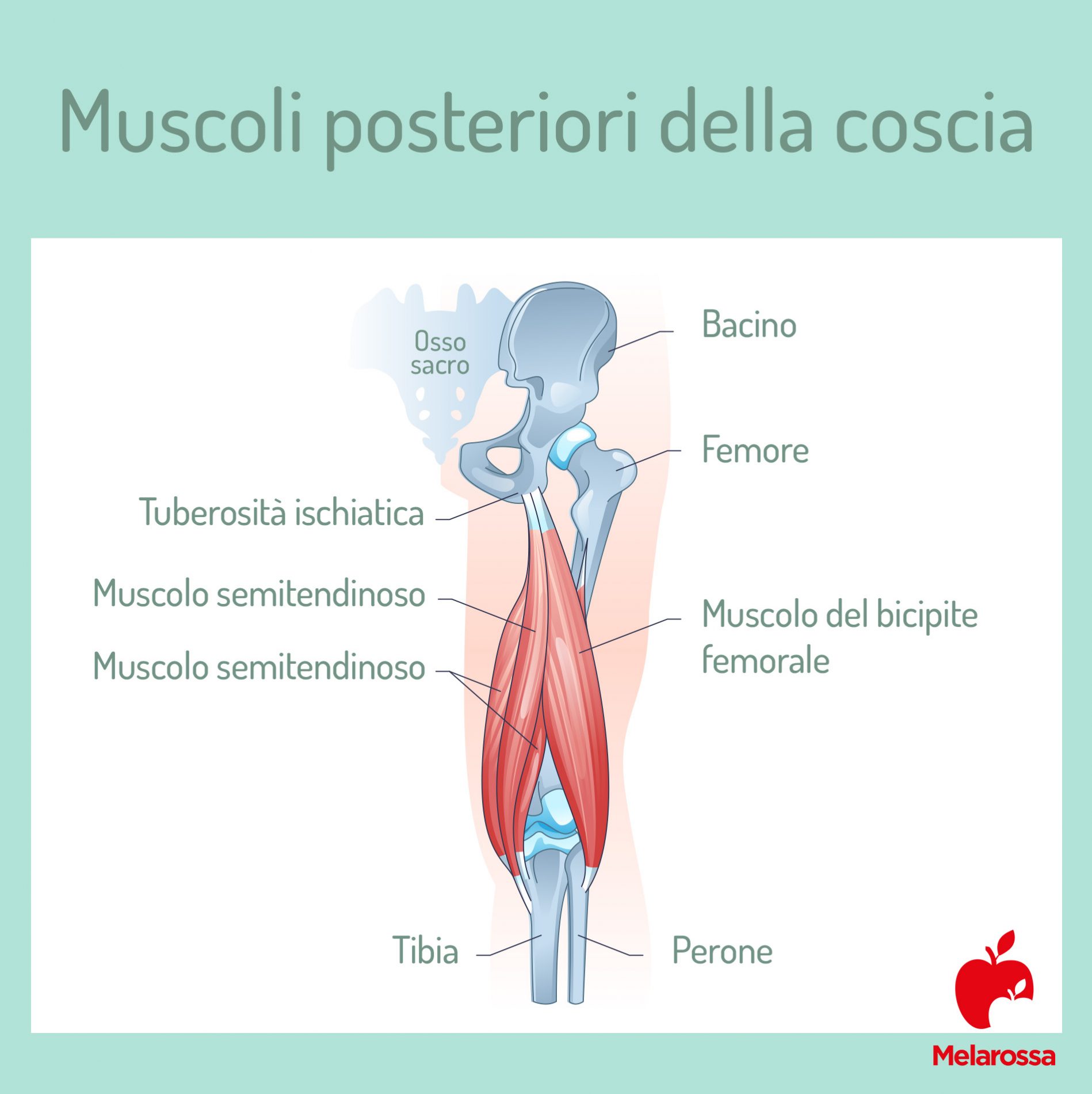 leg curl: muscoli posteriori della coscia 