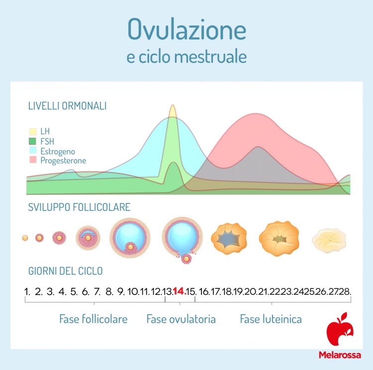 Ovulazione che cos'è, come funziona, quando avviene, sintomi Ovulazione che cos'è, come funziona, quando avviene, sintomi