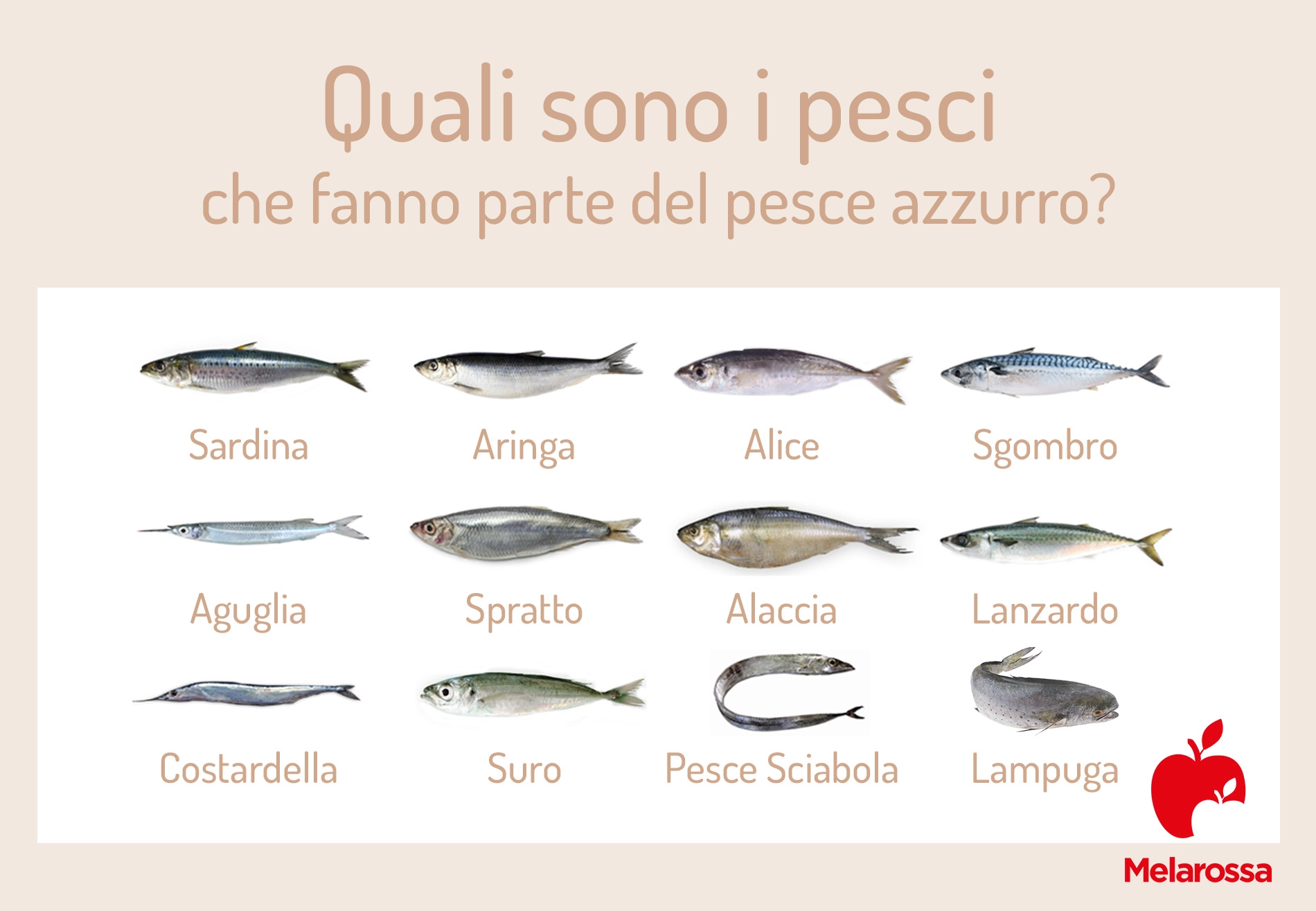 Pesce azzurro: elenco, proprietà e benefici, ricette 2 grafica con elenco di tutte le spezie che fanno parte del pesce azzurro