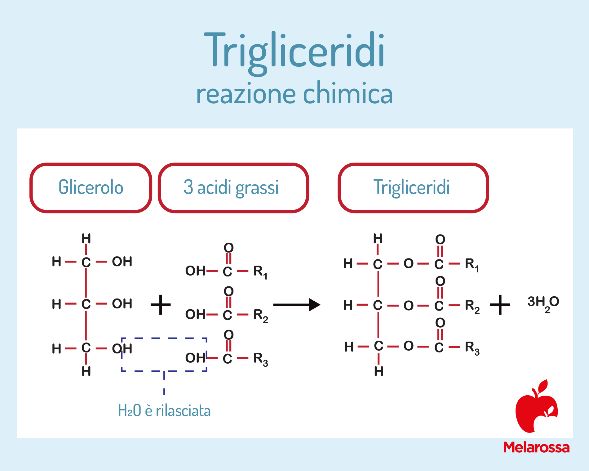 trigliceridi: reazione chimica 