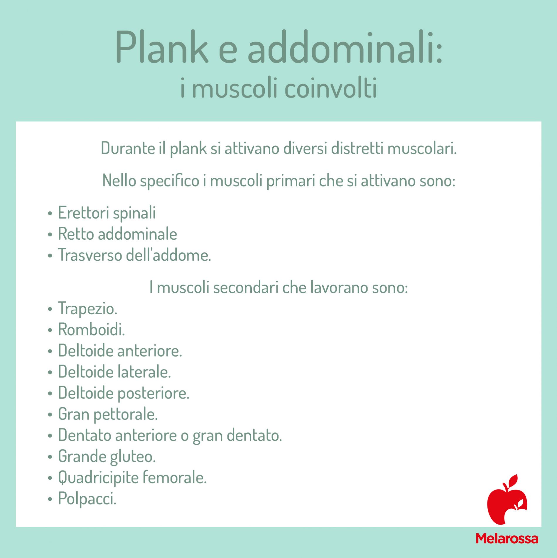 Plank: che cos'è, come farlo bene, muscoli coinvolti, varianti e benefici 2 plank muscoli coinvolti