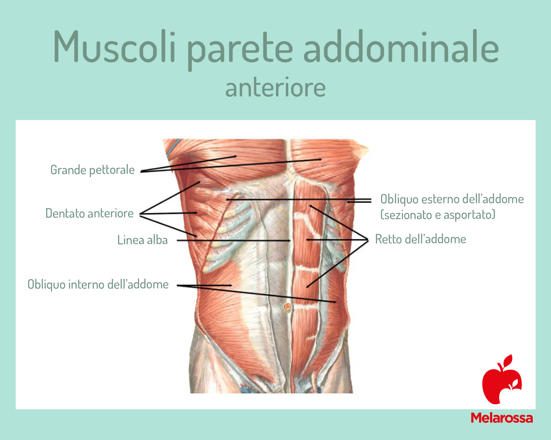 anatomia addome: muscoli parete anteriore