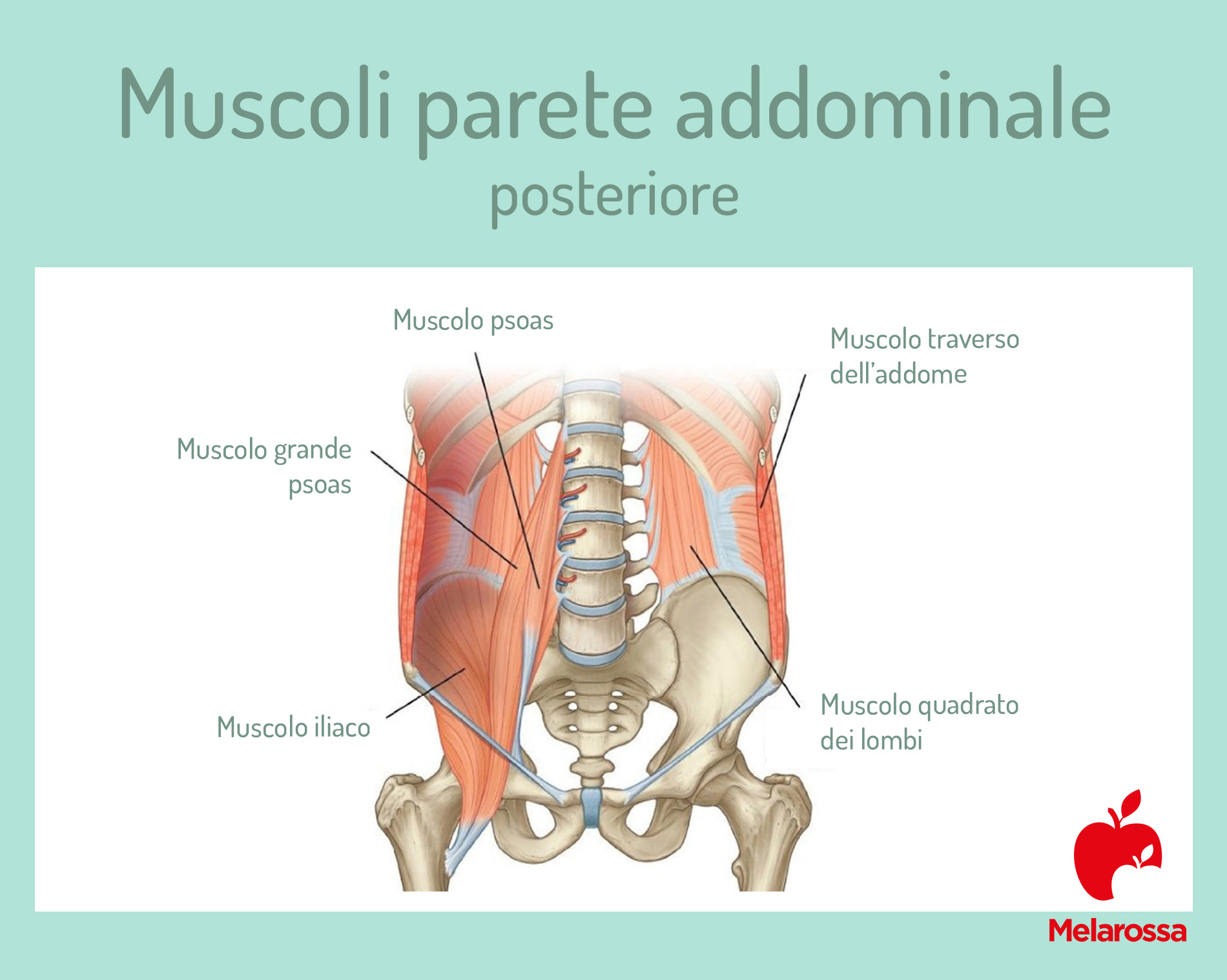 anatomia addome: muscoli parete posteriore