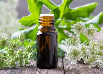 Angelica: che cos'è, proprietà e benefici della pianta, a cosa serve, controindicazioni