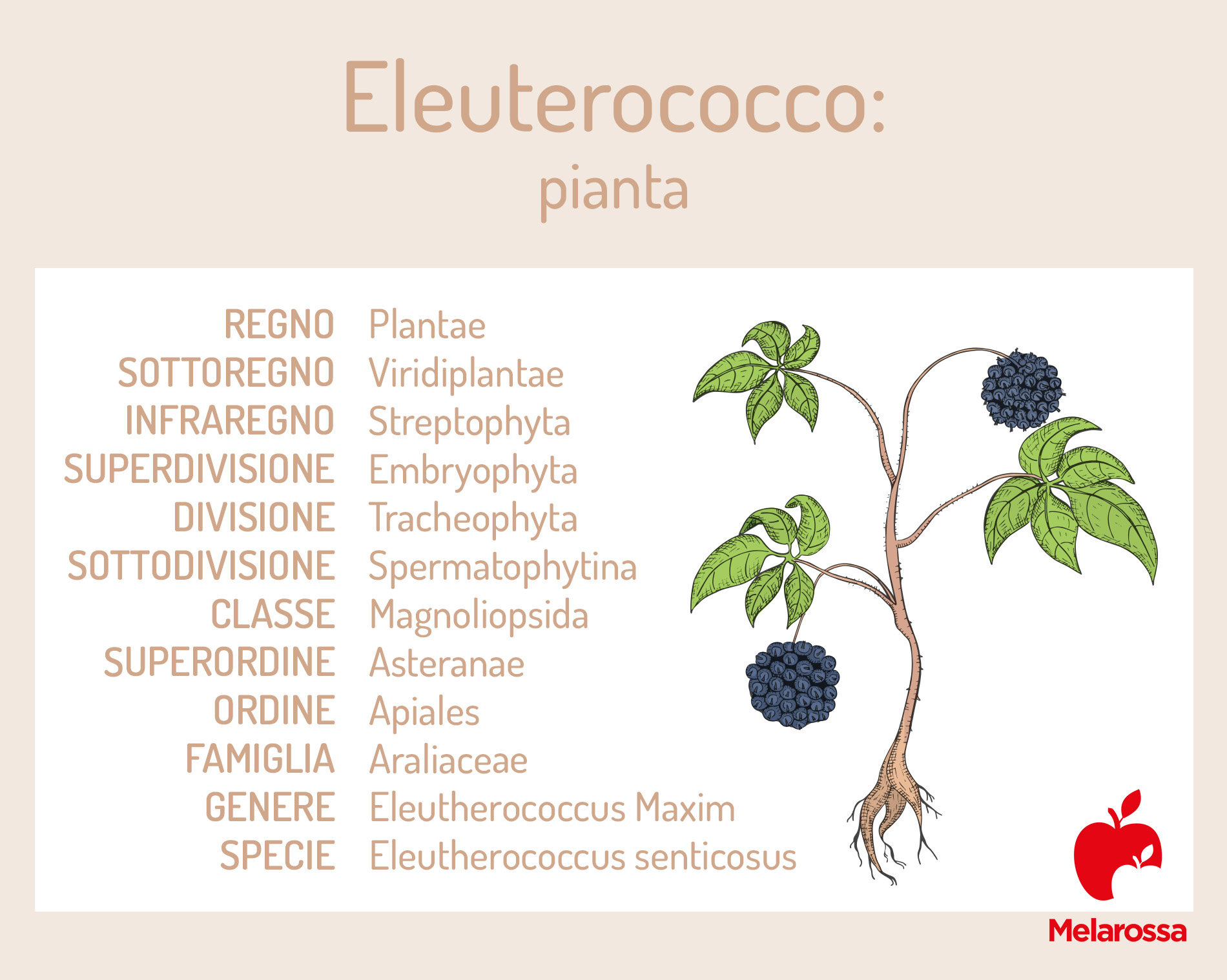 eleuterococco: botanica 