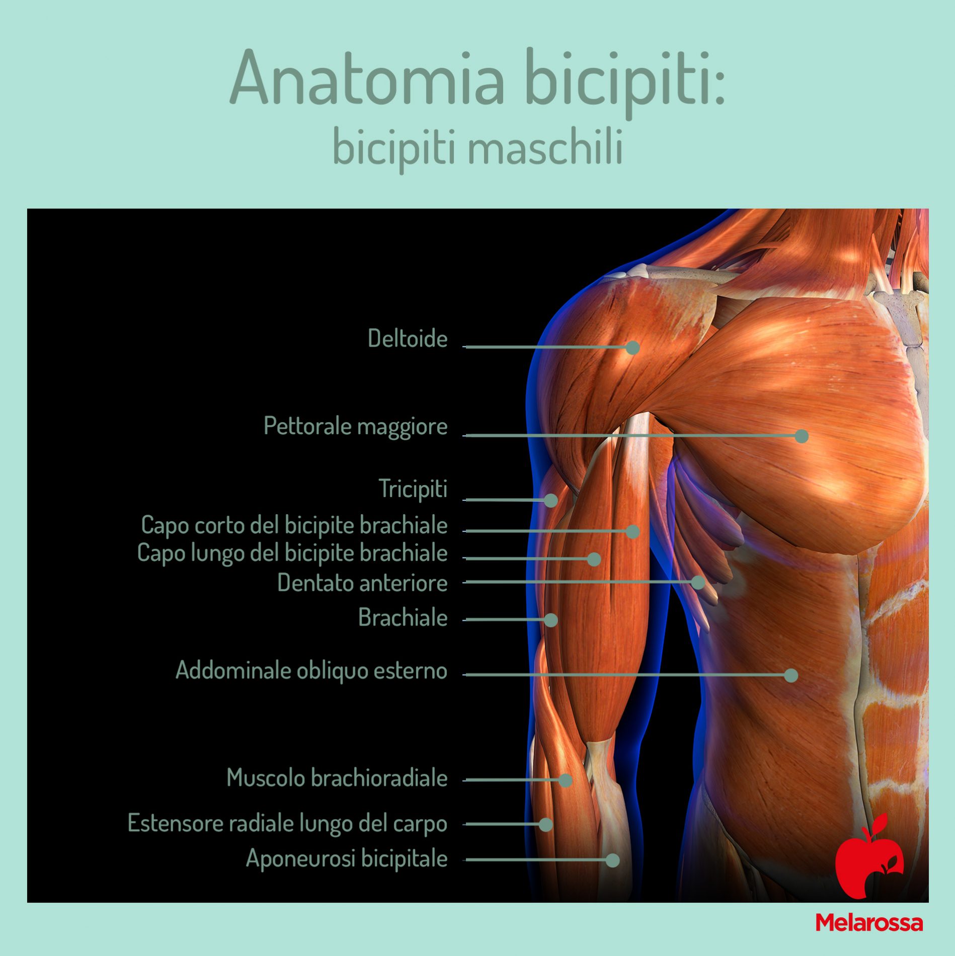 anatomia dei bicipiti 