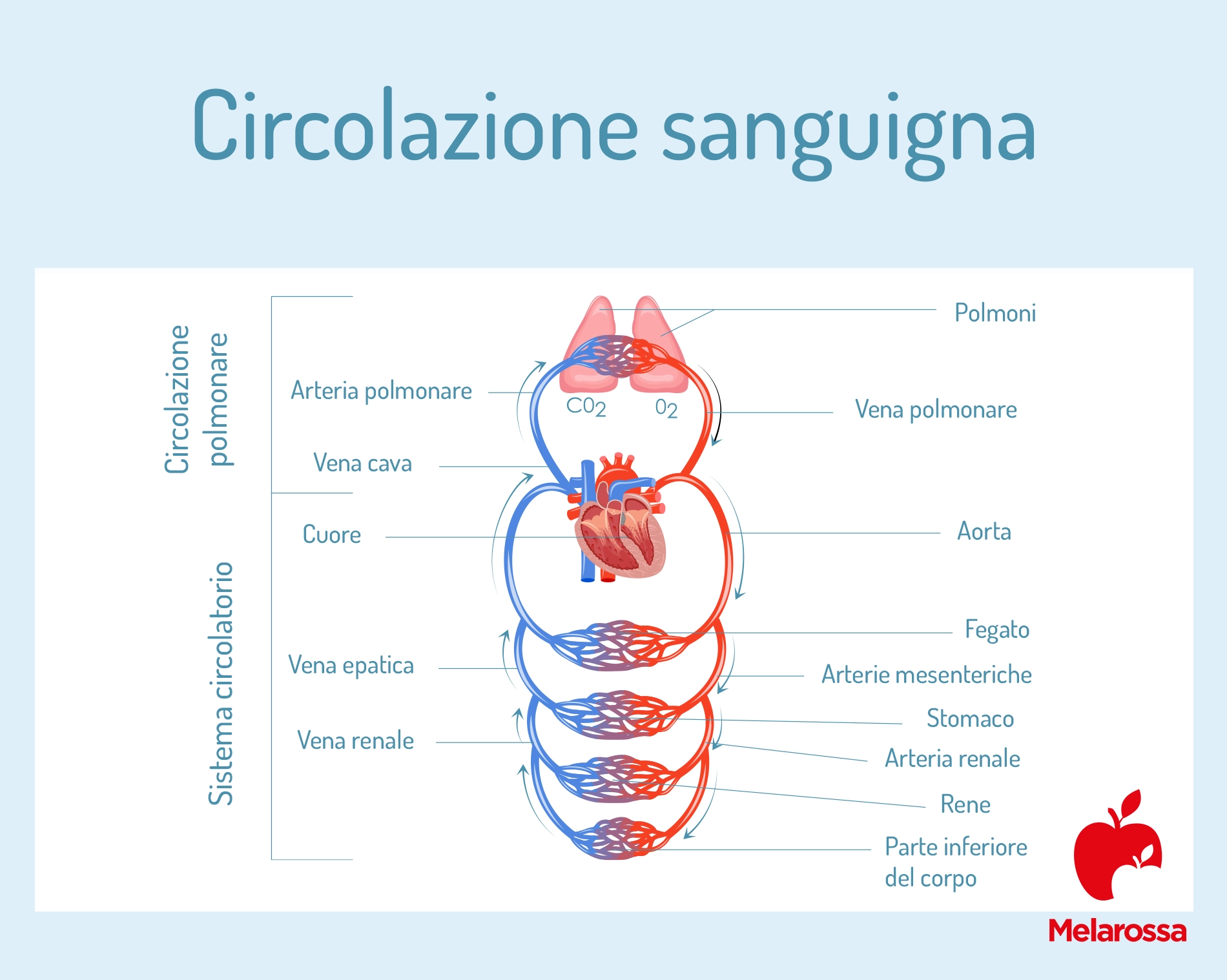 10 Segnali di una Cattiva Circolazione Sanguigna