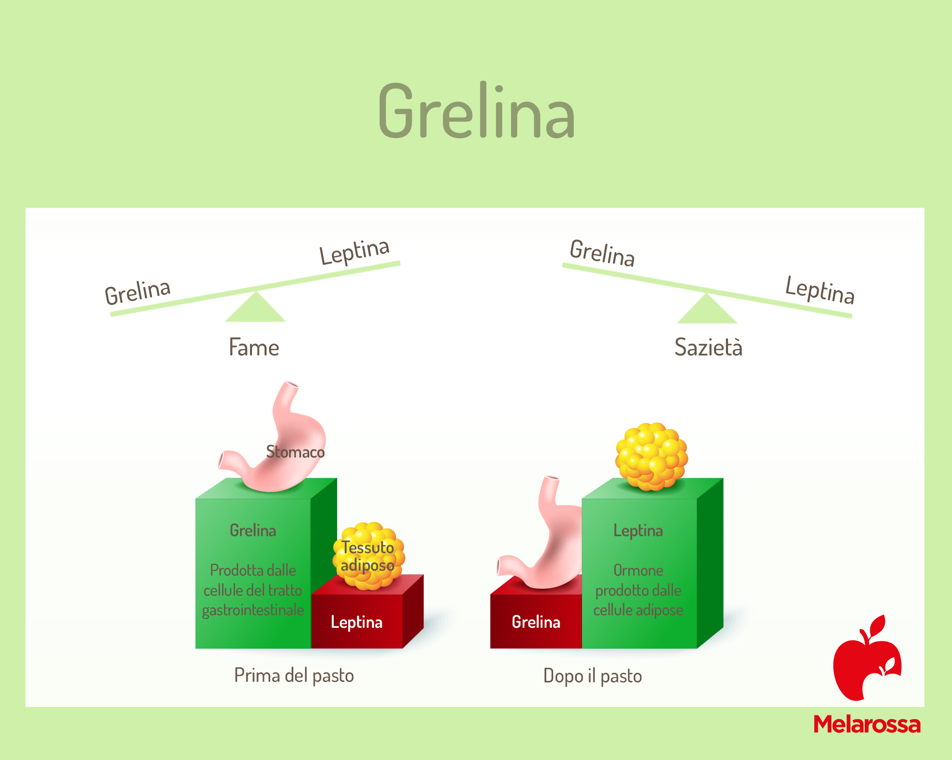 grelina e leptina: rapporto con la fame 