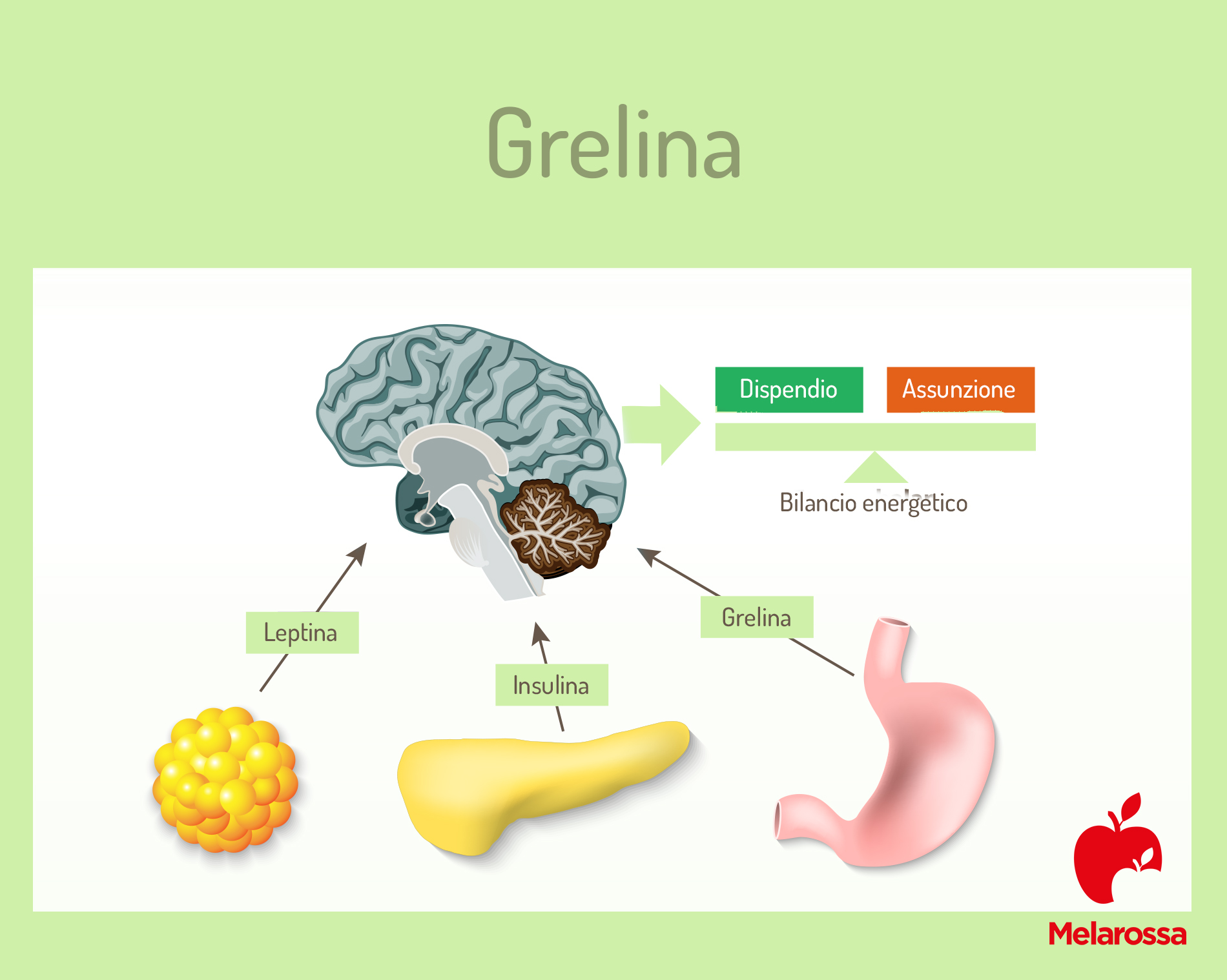 grelina: ormone della fame