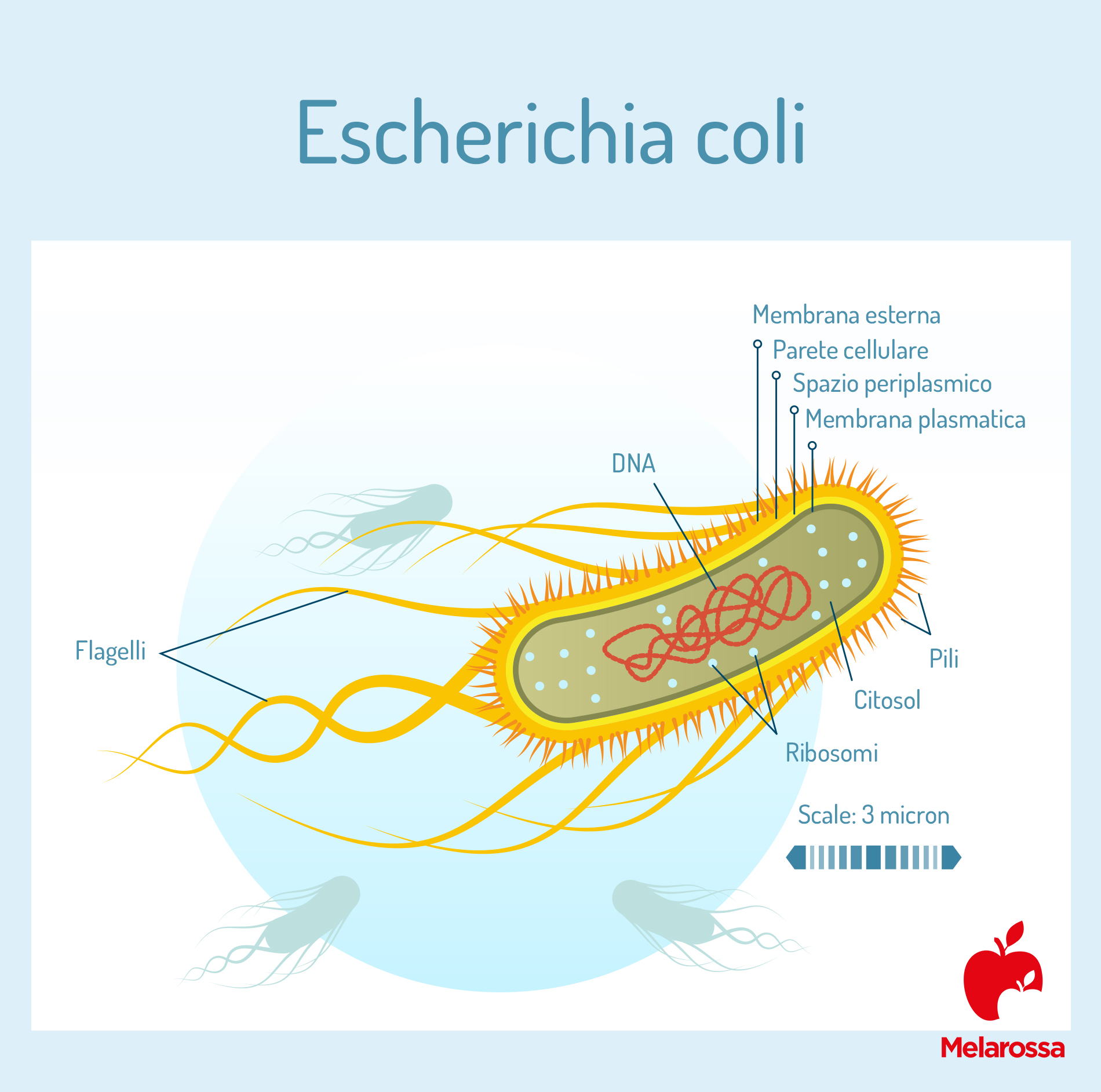 escherichia coli: che cos'è 