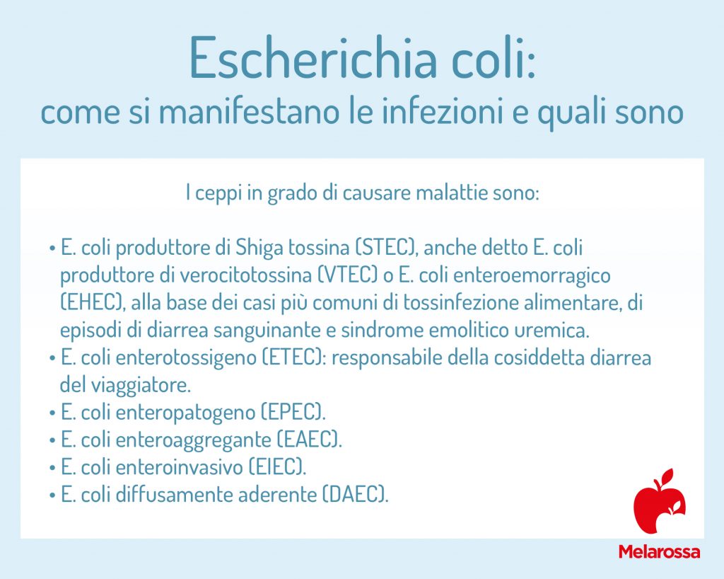 escherichia coli come si manifestano le infezioni 1
