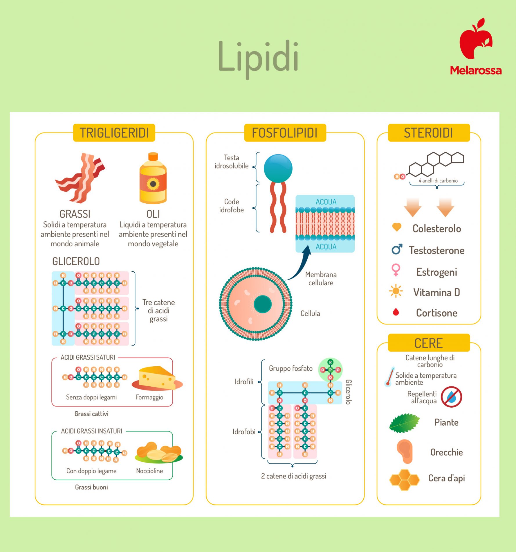 lipidi: grassi e colesterolo