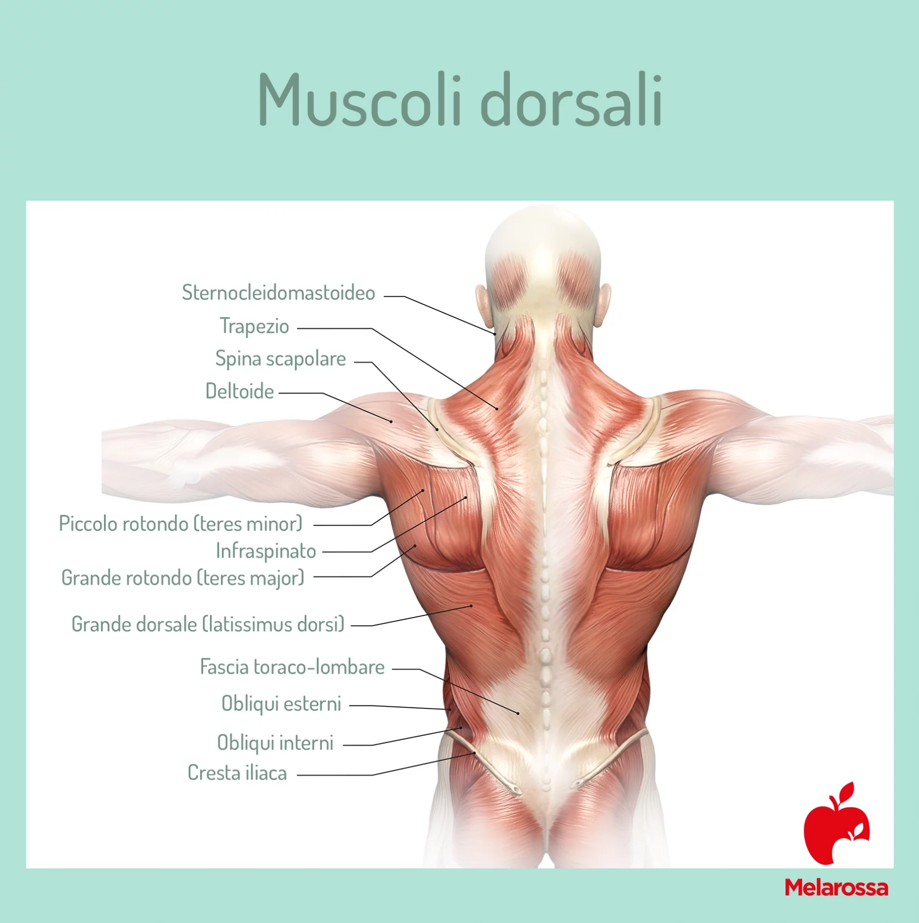 Muscoli dorsali: anatomia 