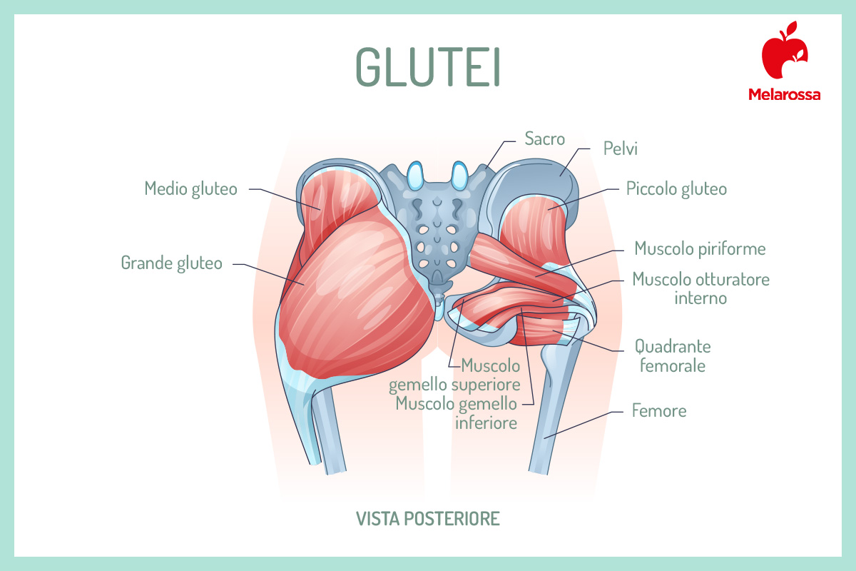 anatomia dei glutei