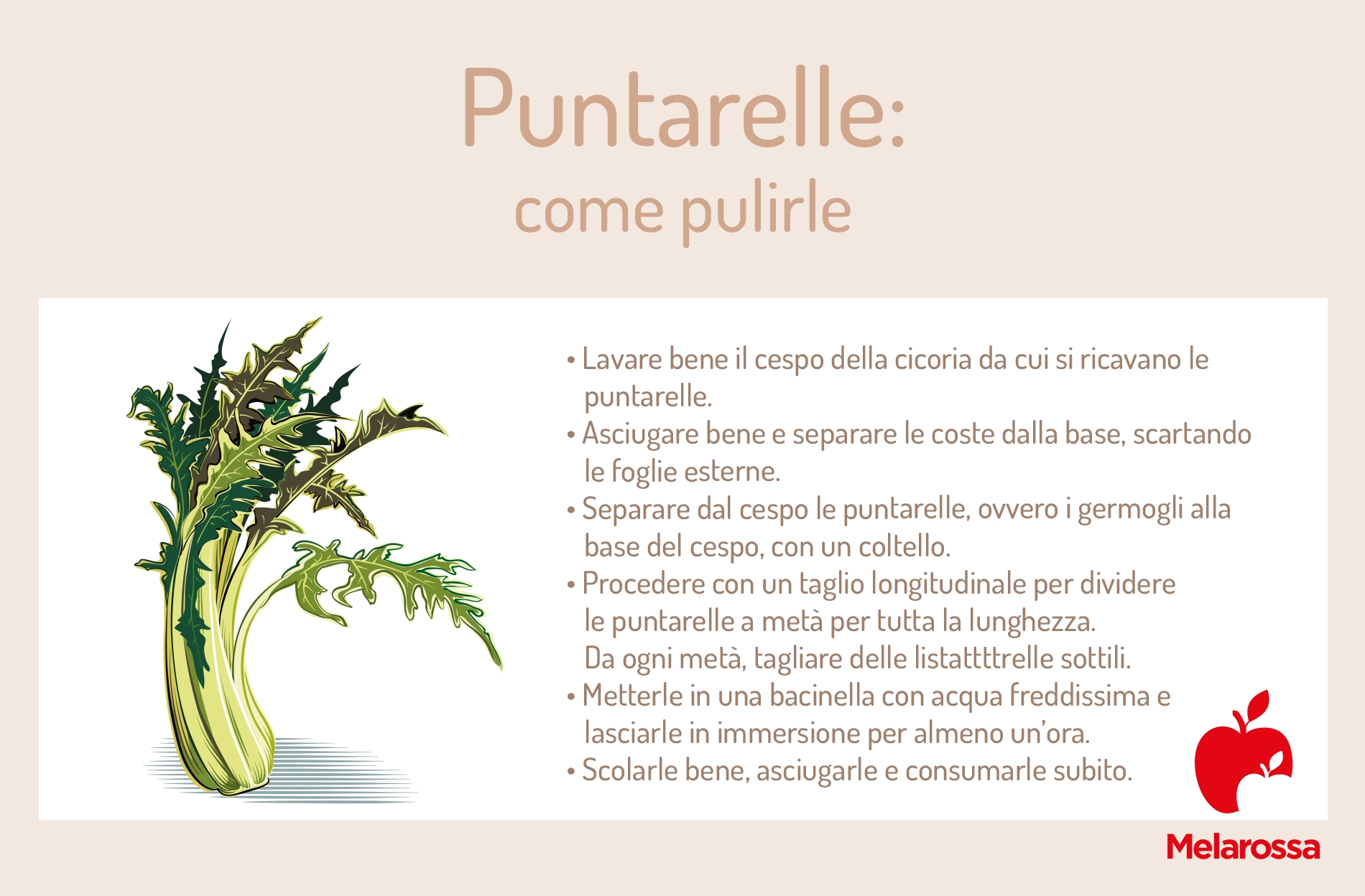 Puntarelle: benefici, calorie, come pulirle e ricette