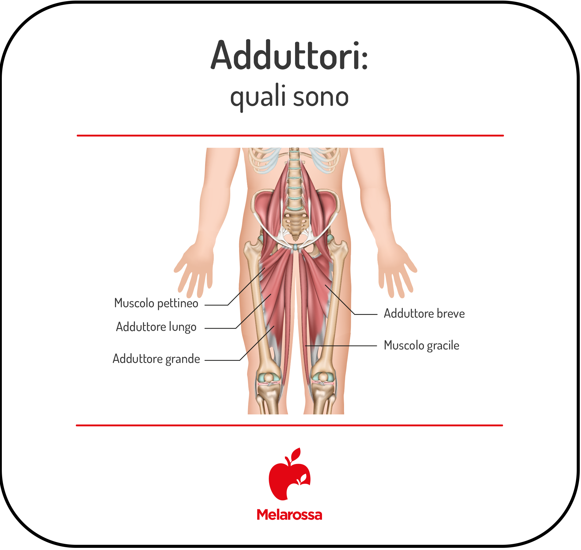 Adduttori: cosa sono, a cosa servono, esercizi e stretching 1 Illustrazione anatomica degli adduttori della coscia con muscolo pettineo, adduttore lungo, adduttore grande, adduttore breve e muscolo gracile.