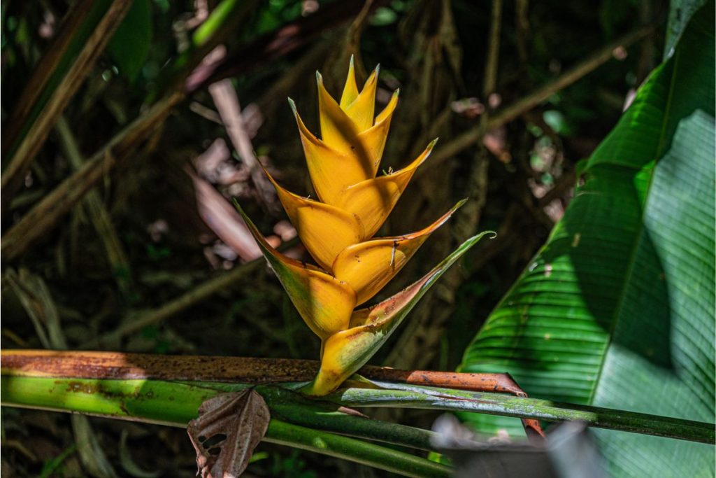guadalupa fiore