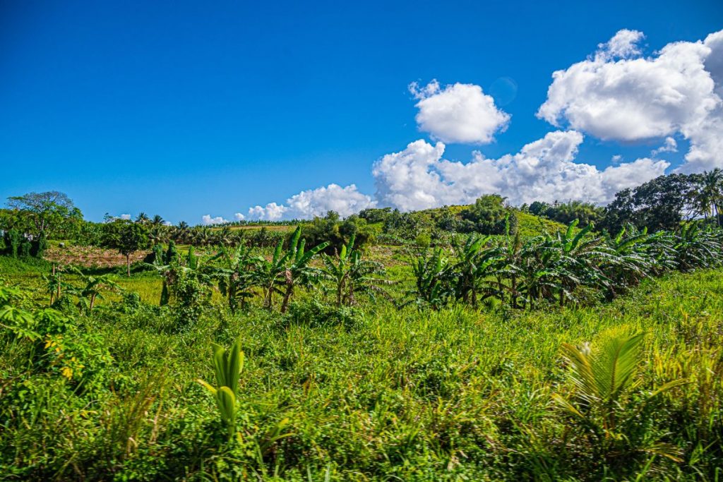 guadalupa vegetazione