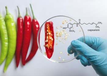 mano di un biologo che ingrandisce con una lenta i semi del peperoncino rosso. Accanto peperoncini verdi e la formula chimica della capsaicina