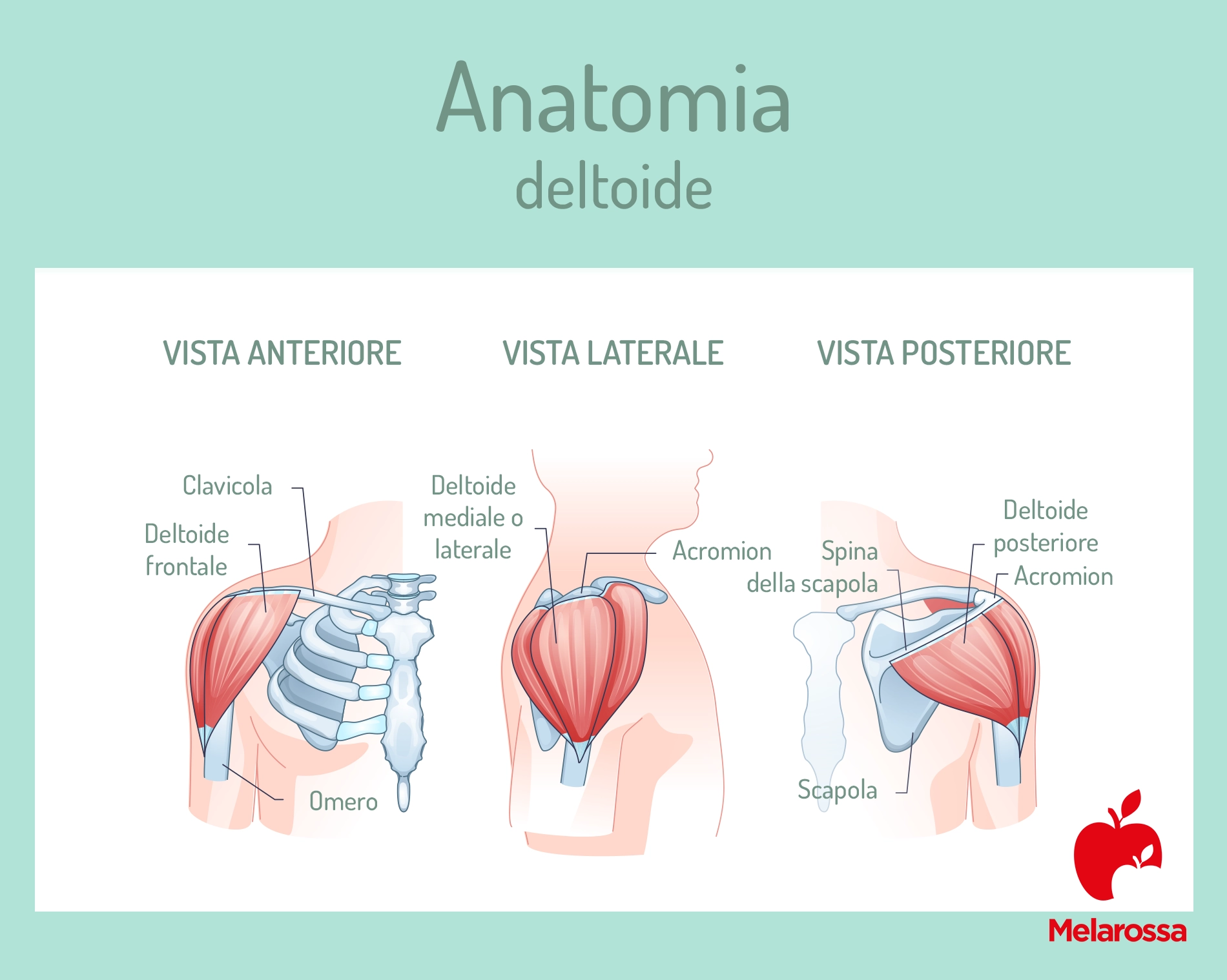 Deltoide: anatomia, i migliori esercizi per allenarlo 2 Grafica che illustra le fasce principali del muscolo deltoide: anteriore, laterale e posteriore. In bassa a destra logo Melarossa