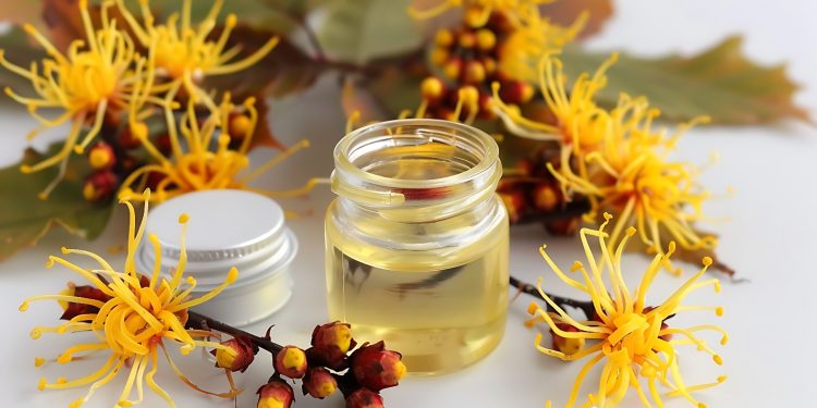su tavolo bianco piante di hamamelis con al centro contenitore con acqua di hamamelis e il tappo