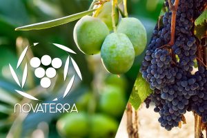 Unaprol: il Consorzio Olivicolo Italiano per un’olivocoltura sostenibile