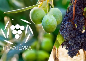 grappoli di olive verdi e grappoli di uva nera