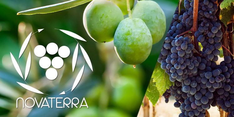 grappoli di olive verdi e grappoli di uva nera