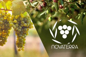 Progetto Novaterra: Unaprol in prima linea per un’olivicoltura sostenibile