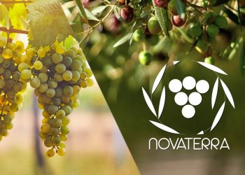 due grappoli di uva bianca e olive verdi e nere