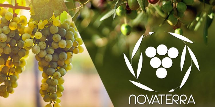 due grappoli di uva bianca e olive verdi e nere