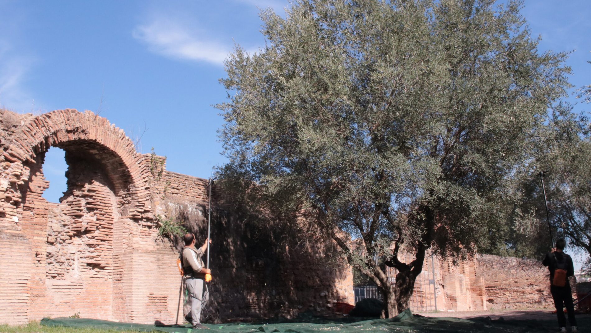 Due persone raccolgono olive sotto un grande albero all’interno di un sito archeologico con resti di mura romane. L’immagine rappresenta l’incontro tra storia e tradizione agricola, un esempio concreto di oleoturismo che unisce cultura, paesaggio e produzione di olio extravergine.