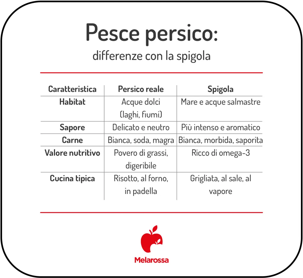  Tabella grafica  con  le differenze tra il pesce persico e la spigola: tabella con differenze su sapore, valori nutritivi e usi in cucina