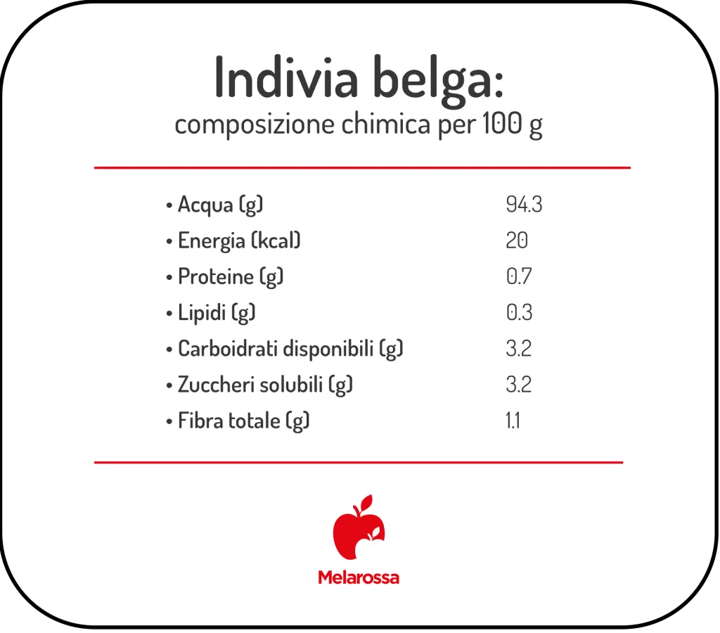 grafica sui valori nutrizionali dell'indivia belga