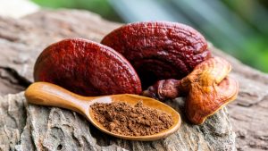 Reishi o ganoderma: cos’è, benefici, usi e perché è considerato il fungo dell’immortalità